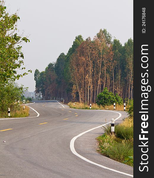 Sharp curve road with Eucalyptus wood, Thailand