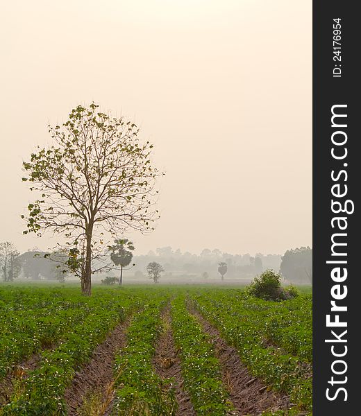 Single dried tree in cassava farm