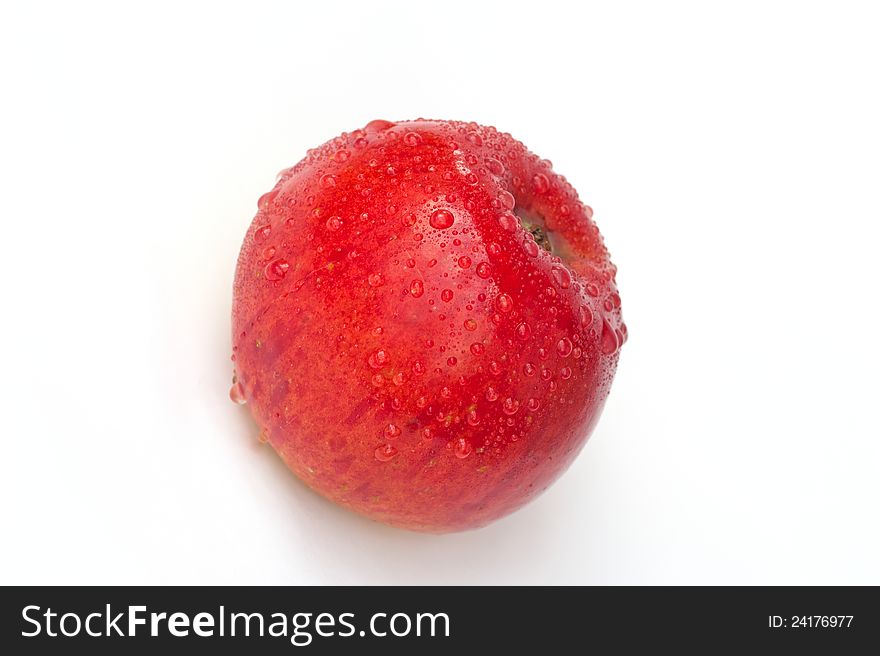 Pilot apple (malus pilot)