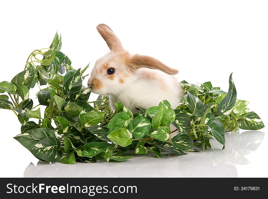 Bunny in the midst of green foliage, studio, on white background