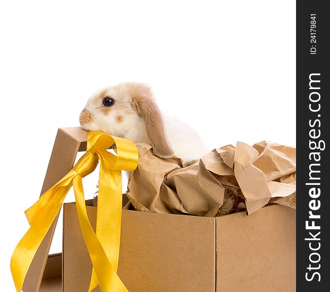 Beautiful Bunny in a gift box with a yellow ribbon isolated on white background