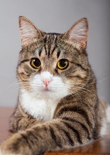 Domestic Cat Stock Photography