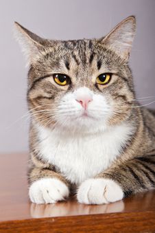 Domestic Cat Royalty Free Stock Photos Domestic Cat Royalty Free Stock Photos