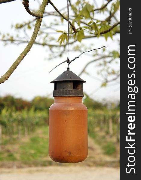 A sweet and sour liquid insecticidal tank hanged on the fruit tree.