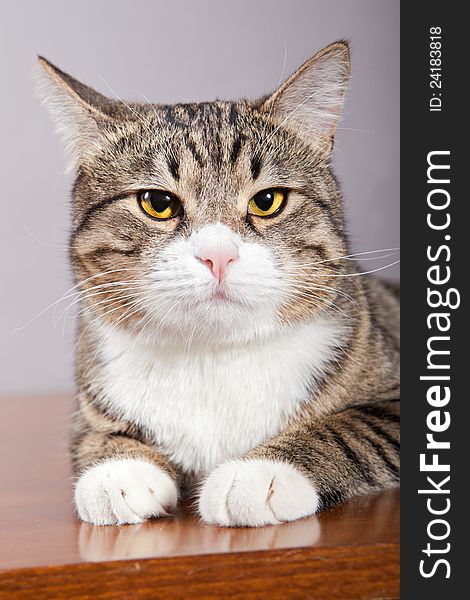 Domestic tabby, gray cat lazily lying on the table. Domestic tabby, gray cat lazily lying on the table