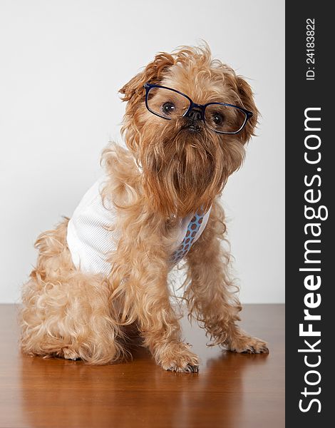 Serious dog in glasses and a shirt with a ties