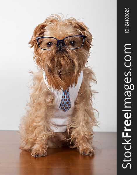 Serious dog in glasses and a shirt with a tie