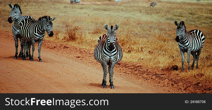 A few zebras block our way in safari. A few zebras block our way in safari