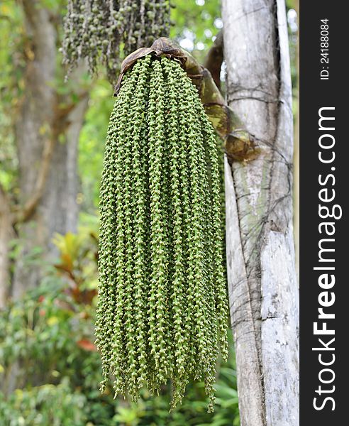 Young Green Fruits Of The Palm Tree