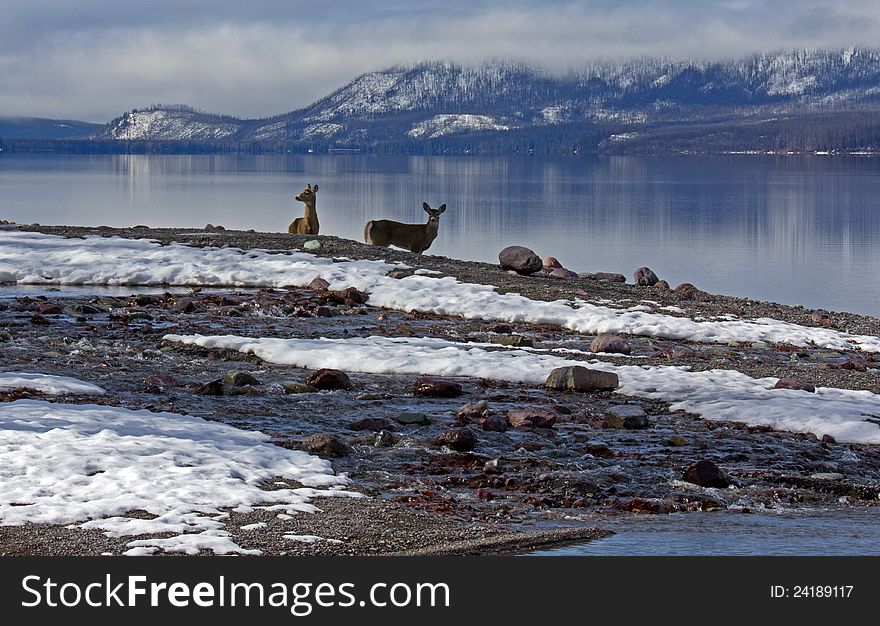 This image of the two white tail deer standing along Lake McDonald was taken where Snyder Creek empties into the lake in Glacier National Park, MT. This image of the two white tail deer standing along Lake McDonald was taken where Snyder Creek empties into the lake in Glacier National Park, MT.