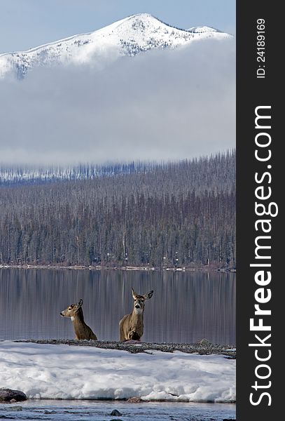 This image of the two white tail deer standing along Lake McDonald was taken where Snyder Creek empties into the lake in Glacier National Park, MT. This image of the two white tail deer standing along Lake McDonald was taken where Snyder Creek empties into the lake in Glacier National Park, MT.