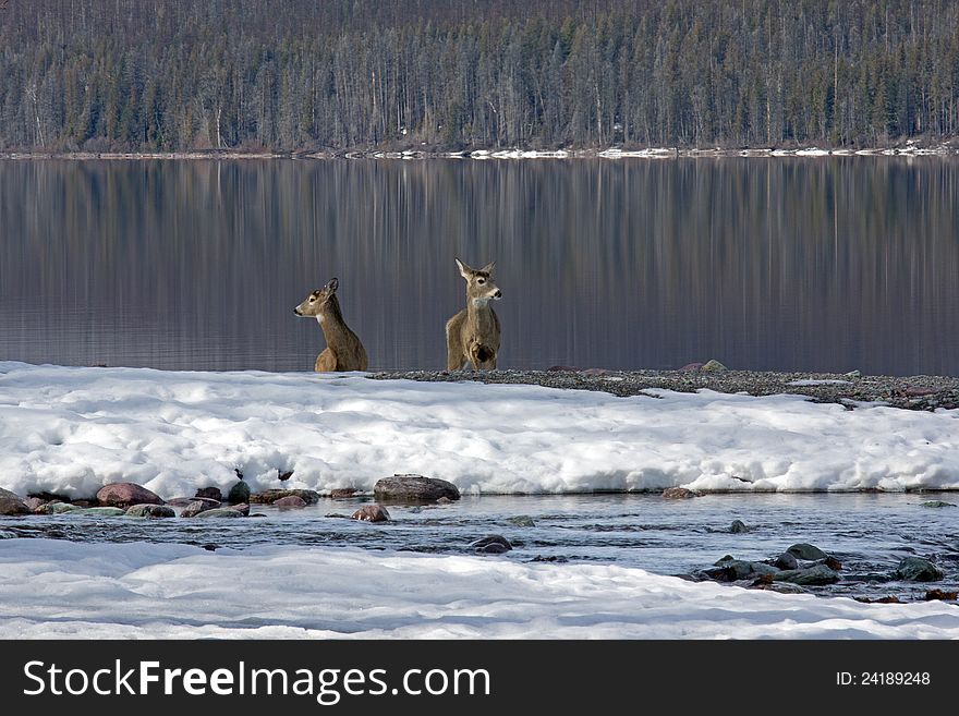 Two White Tail Deer At Snyder Creek 3