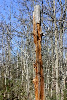 Dead Wood Stock Photos Dead Wood Stock Photos