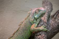 Lizard Royalty Free Stock Photos Lizard Royalty Free Stock Photos