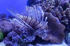 Lionfish Royalty Free Stock Photos Lionfish Royalty Free Stock Photos
