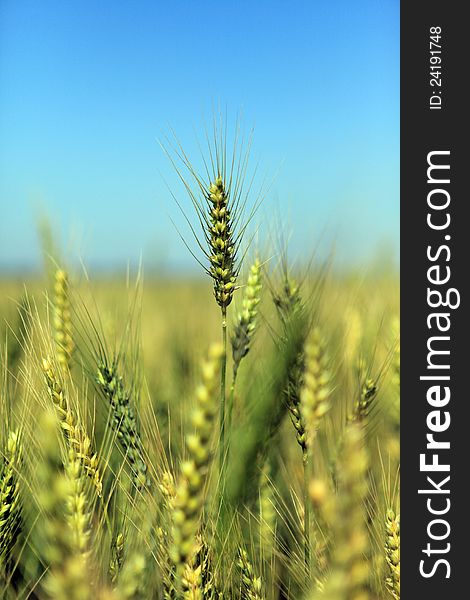 Field Of Green Wheat