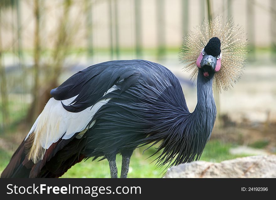 Strange and funny looking crowned crane