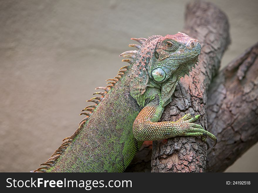 Colorful Lizard climbing slowly to a tree