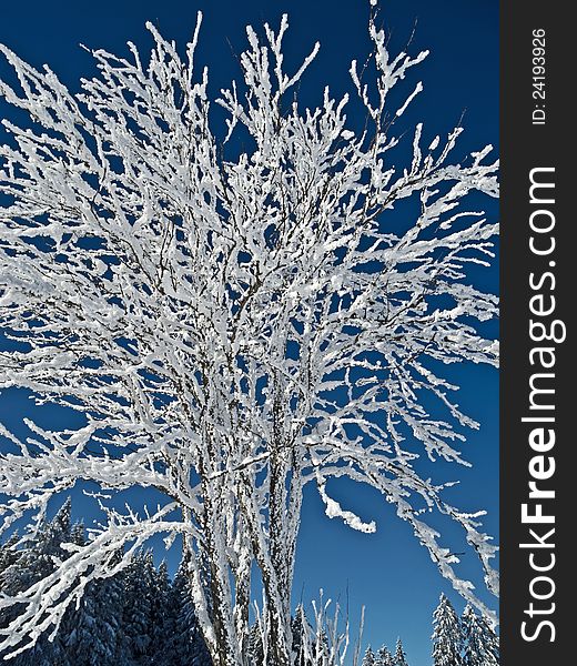 Tree with hoarfrost in the Black Forest, Germany. Tree with hoarfrost in the Black Forest, Germany.