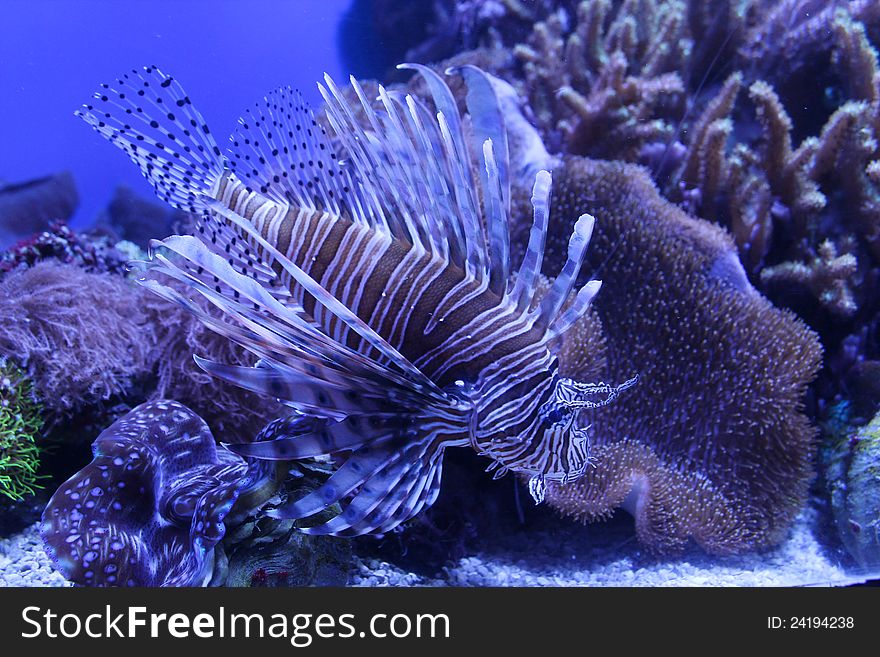 A lionfish in an aquarium