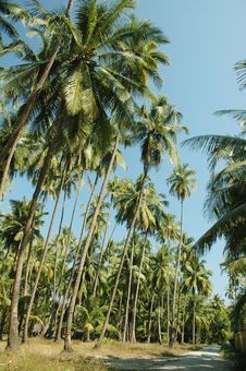 Free Palm Tree In Rural Area Royalty Free Stock Photo - 2420865