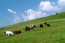 Alpine Cows Stock Photos Alpine Cows Stock Photos
