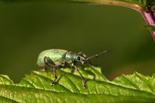 Green Bug Royalty Free Stock Photo Green Bug Royalty Free Stock Photo