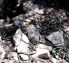 Garter Snake Den Royalty Free Stock Photo Garter Snake Den Royalty Free Stock Photo