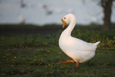 Marching White Goose Royalty Free Stock Photo