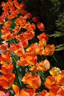Orange Tulips Royalty Free Stock Photos