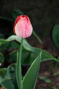 Budding Red Tulip Royalty Free Stock Photo