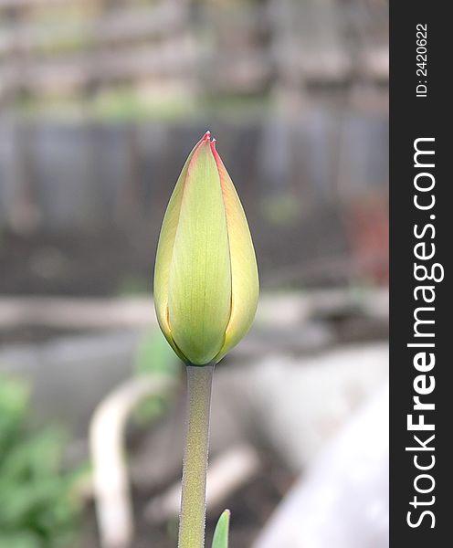 The tulip, one bud on one stalk as a symbol of egoism
