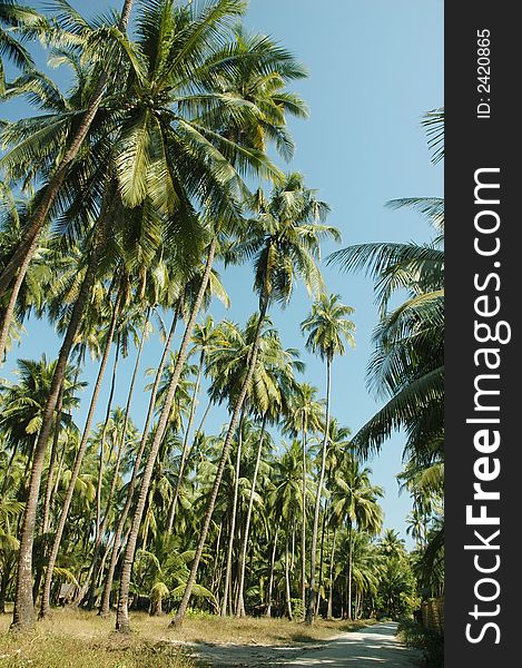 Tall palm trees alongside a soil path in rural area. Tall palm trees alongside a soil path in rural area