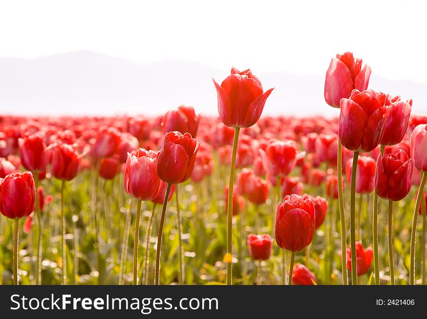 Field of bright red tulips blooming in spring. Field of bright red tulips blooming in spring