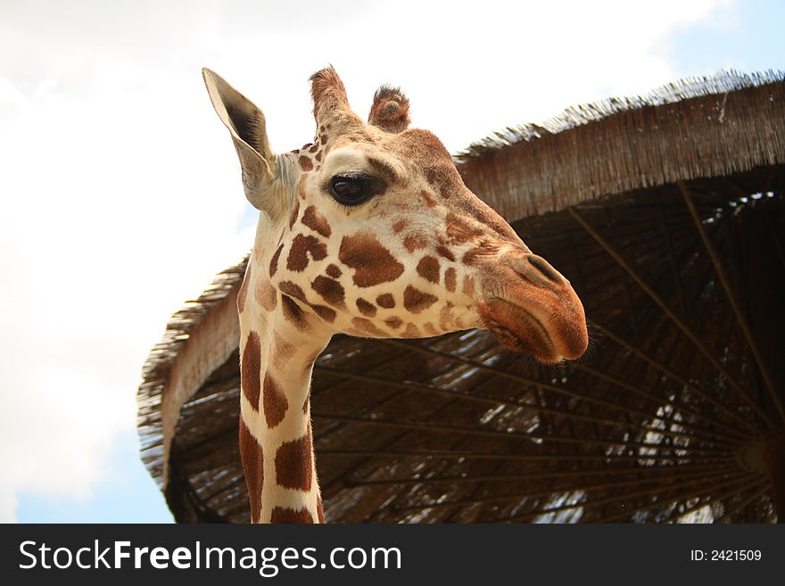 Side view of this friendly giraffe. Side view of this friendly giraffe