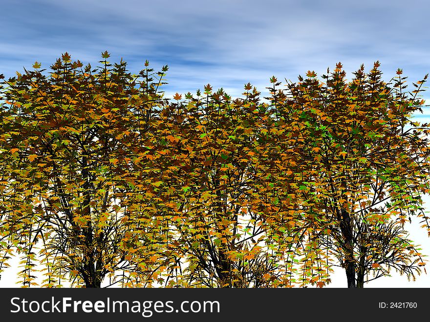 3D render of maple  trees and. 3D render of maple  trees and