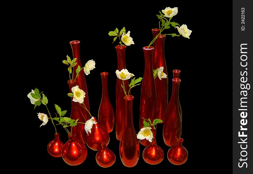 Many vases with jasmin flowers isolated on black background as interior design element. Many vases with jasmin flowers isolated on black background as interior design element