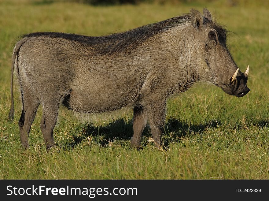 Warthog standing and waiting while chewing. Warthog standing and waiting while chewing