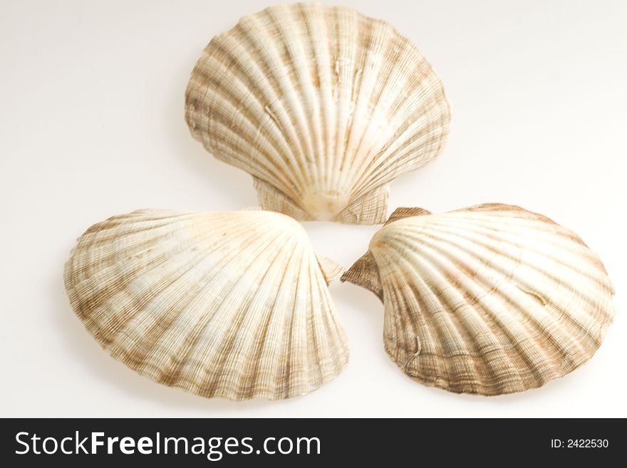 Three cockleshells (beautiful sea composition)