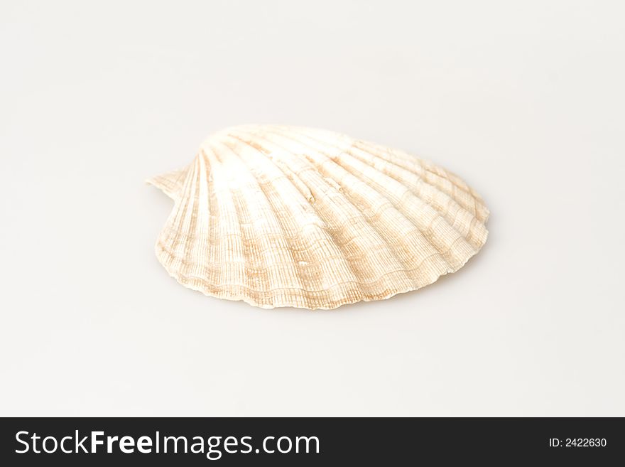 A Seashell on the white