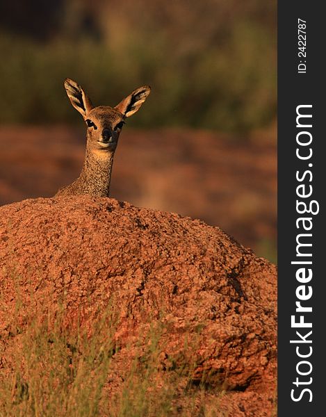 A Klipspringer female peers over a rock in the Augrabies National Park, South Africa
