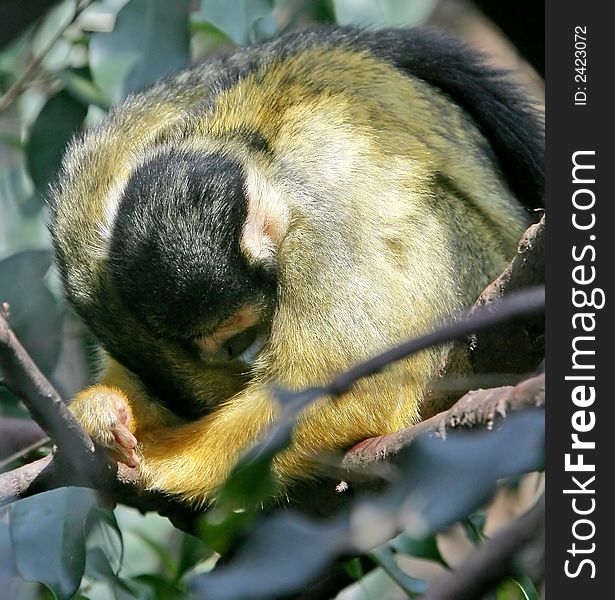 Portrait of common squirrel monkey. Portrait of common squirrel monkey