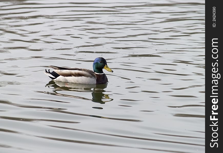 Mallard Duck Swimming