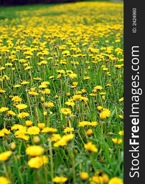 Blooming dandelions on the lawn