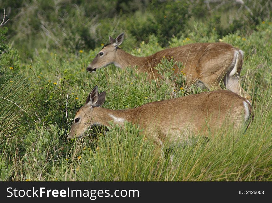 This is a photo of some female deer. This is a photo of some female deer.