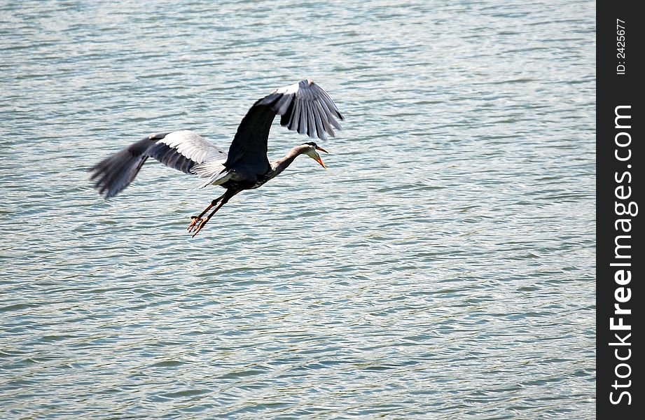 Large wild bird flying over a lake. Large wild bird flying over a lake