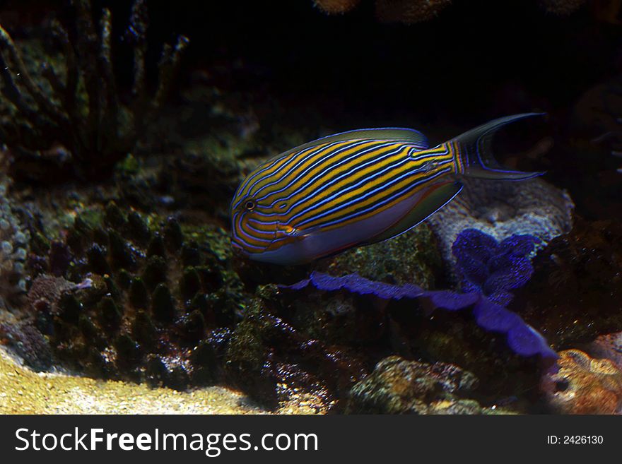The beautiful tropical small fish floats in the sea. The beautiful tropical small fish floats in the sea