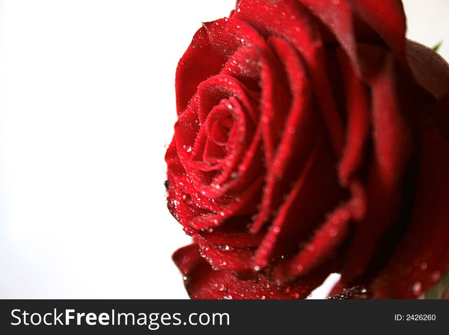 Picture of a dozen Red Rose on white background with space left for copy