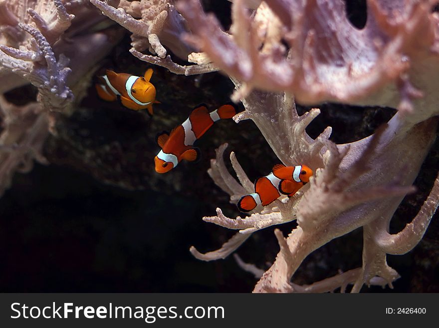 Beautiful tropical small fishes float in the sea. Beautiful tropical small fishes float in the sea