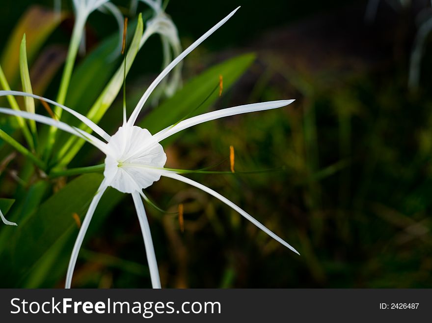 Wild flower in a tropical forest